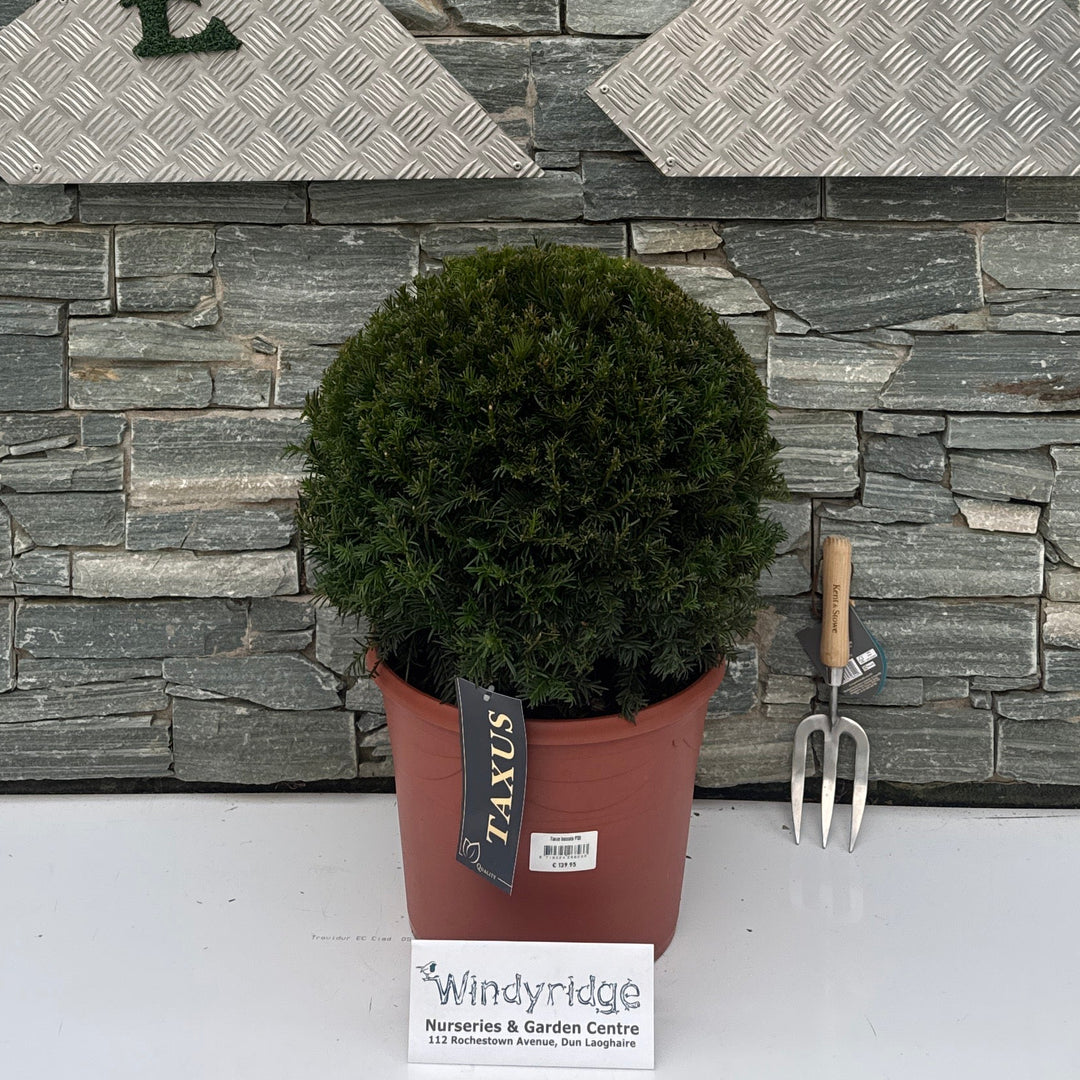 Taxus baccata P30 (11 LTR) BALL-45+CM