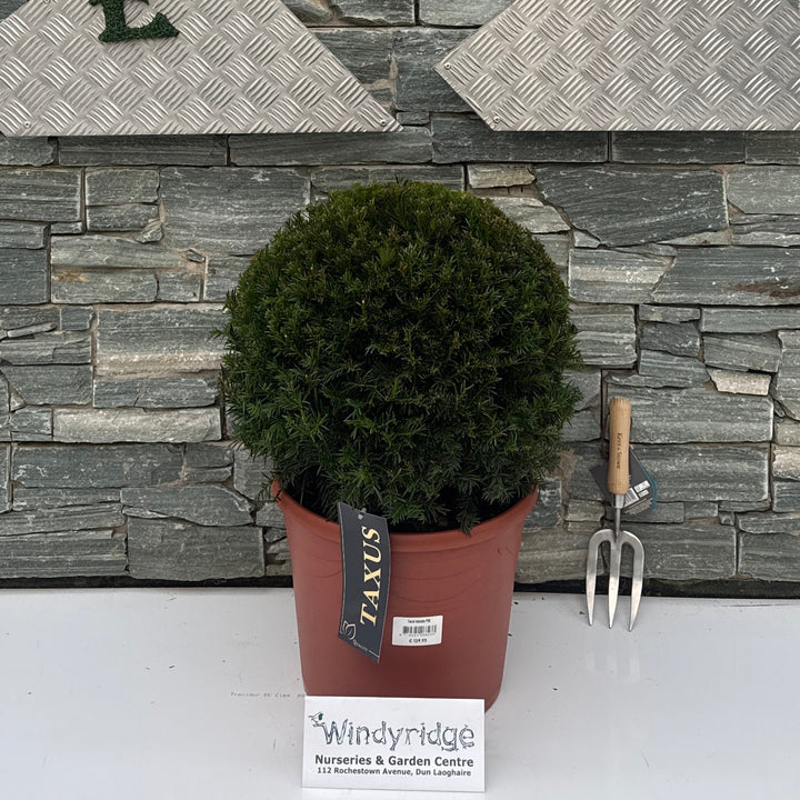 Taxus baccata P30 (11 LTR) BALL-45+CM