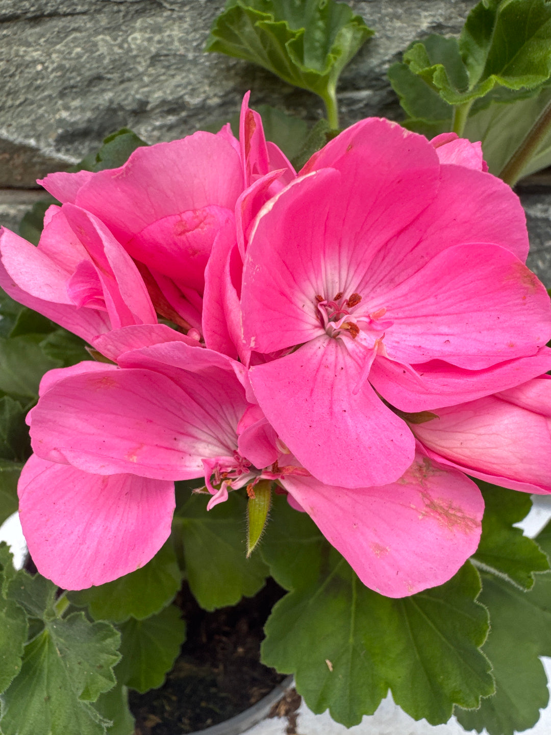 Geranium Light Pink