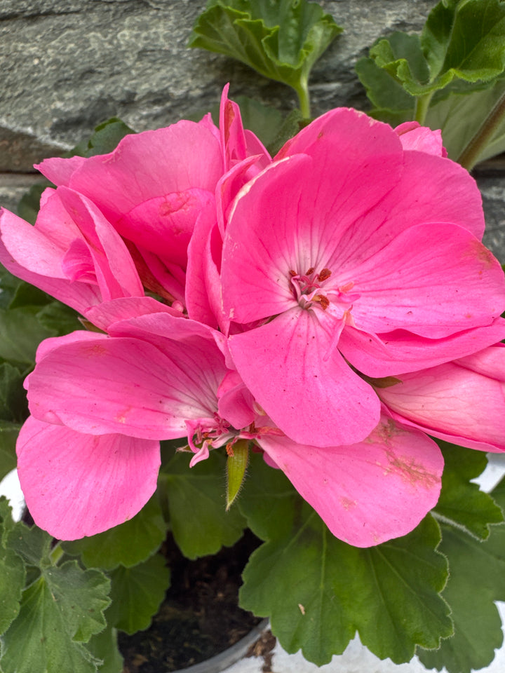 Geranium Light Pink