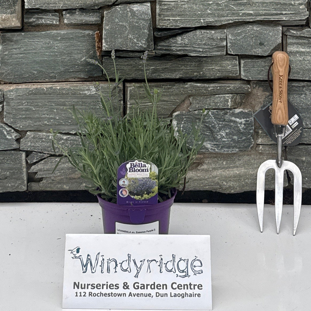 LAVANDULA an. Essence Purple (Lavender) 1L