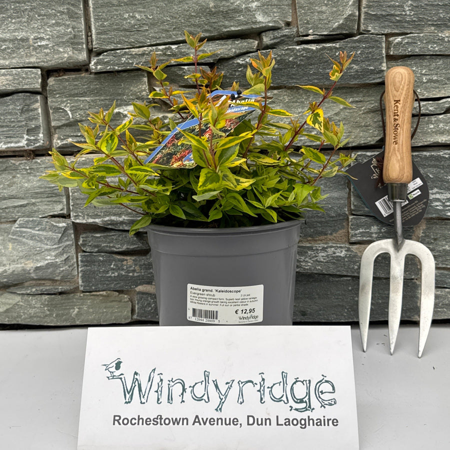 Abelia Grand. Kaleidoscope  (2 Ltr Pot) - Shrubs - Windyridge Garden Centre