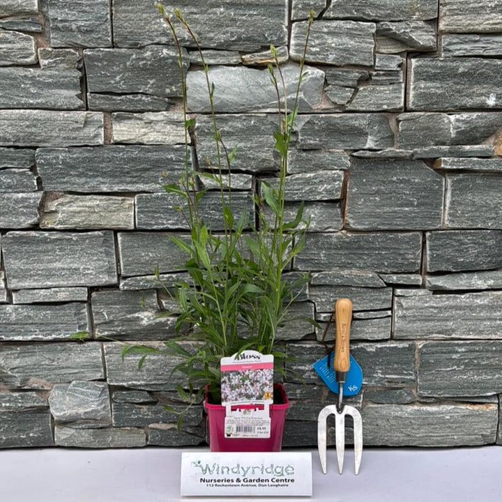 Gaura Whirling Butterflies 2L