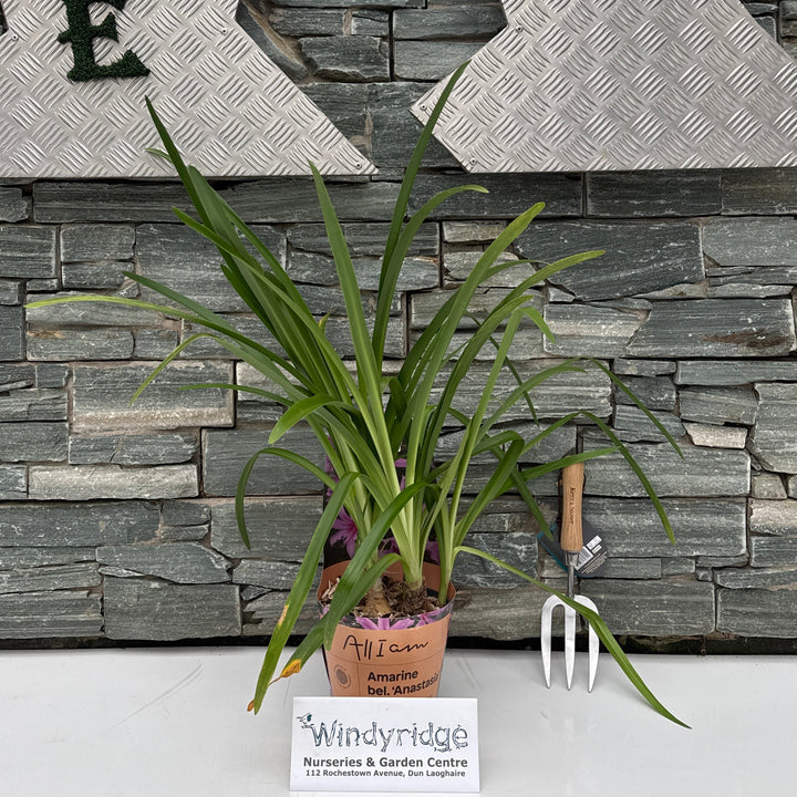Amarine 'Belladiva'
