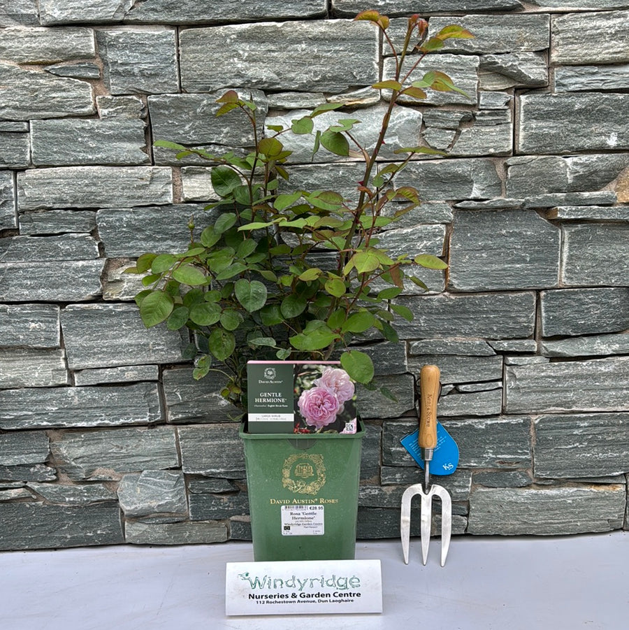 Rosa 'Gentle Hermione' - Roses - Windyridge Garden Centre