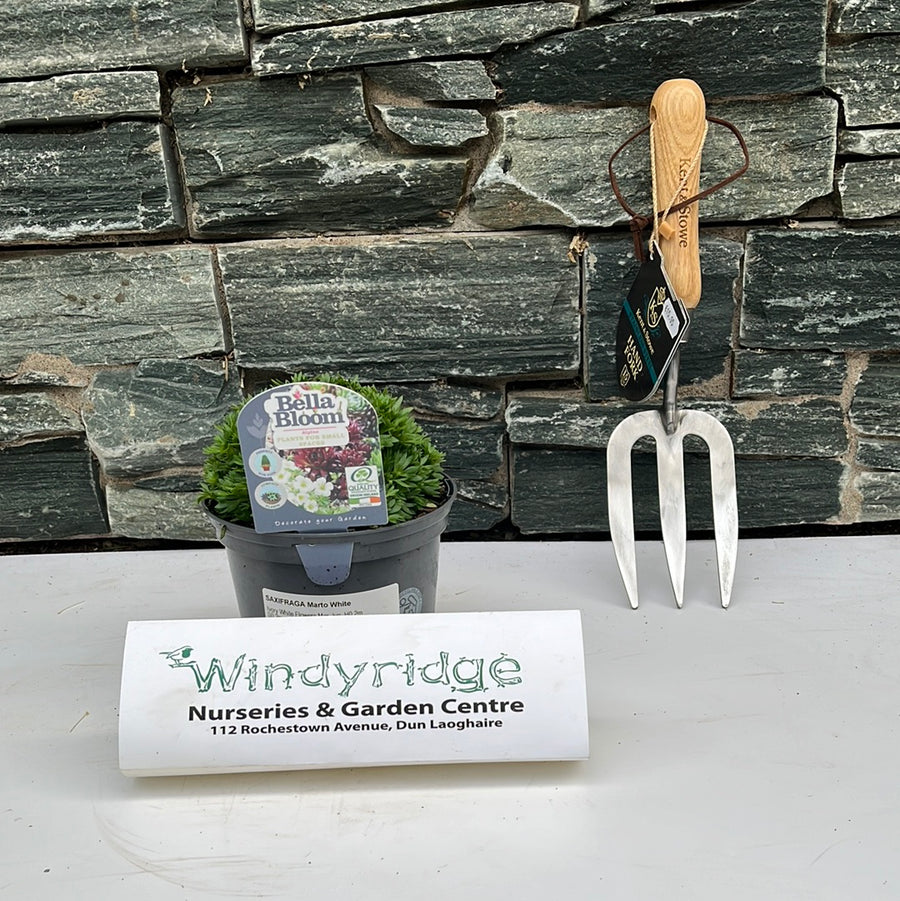 Saxifraga Marto White - Bedding - Windyridge Garden Centre