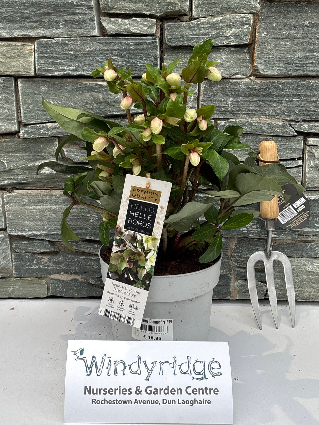 Helleborus Diamonfire P19