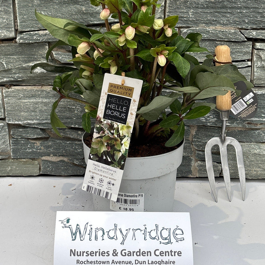 Helleborus Diamonfire P19 - Herbaceous - Windyridge Garden Centre