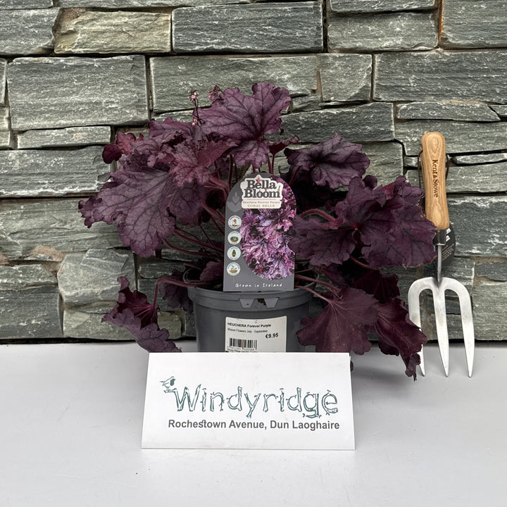 HEUCHERA Forever Purple