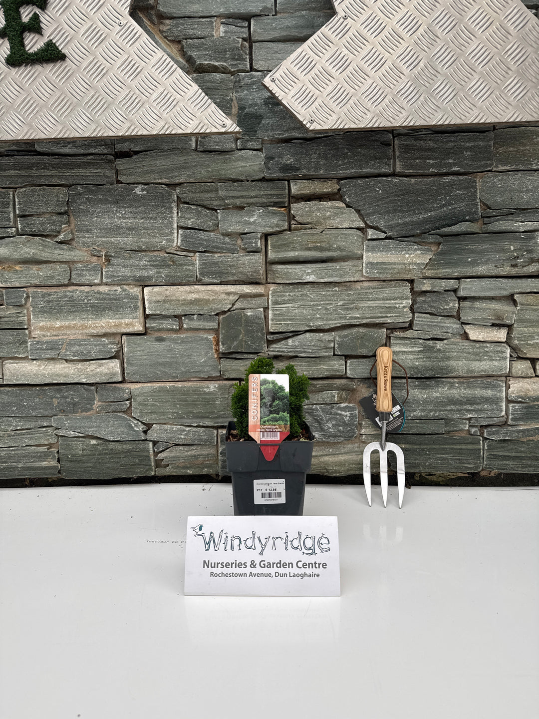 Chamaecyparis obtusa Nana Gracillis P17