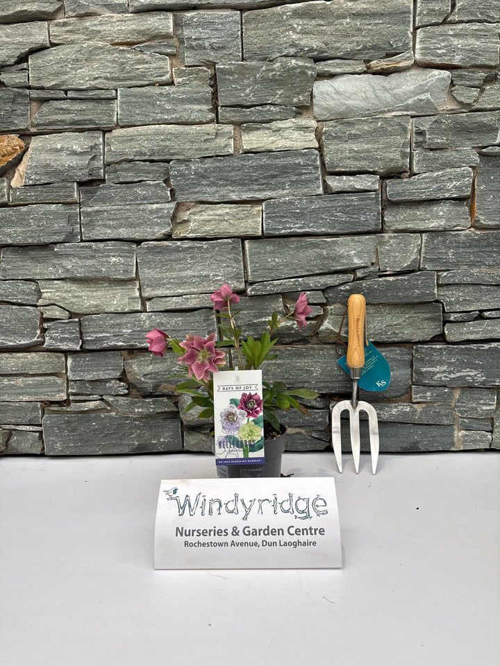 Helleborus orientalis mix  P12