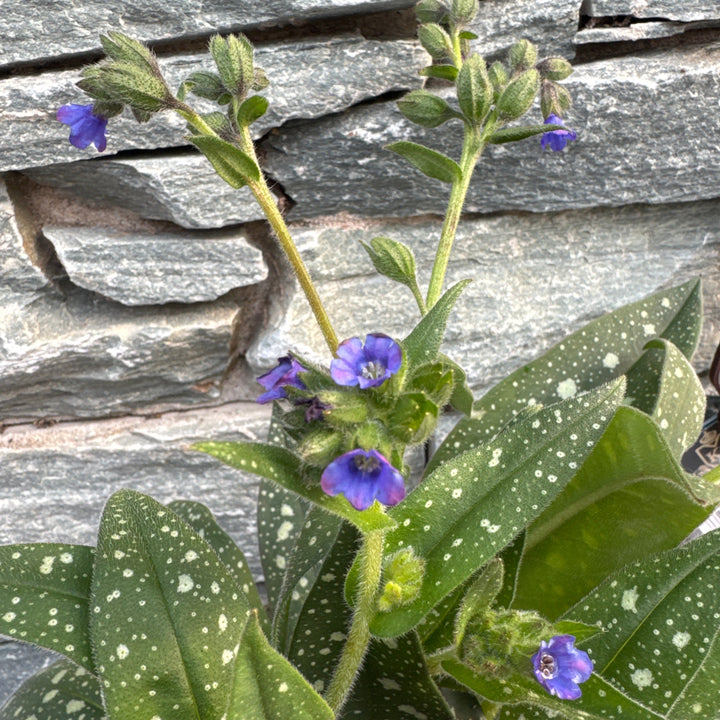 Pulmonaria Miss Elly  2 Ltr pot