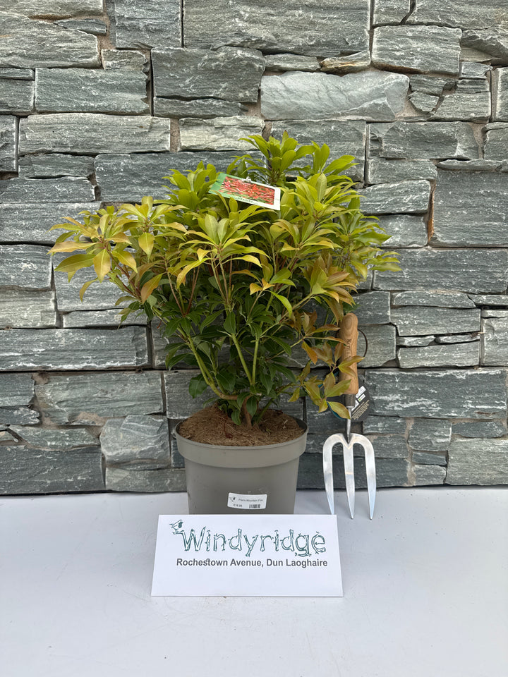 Pieris Mountain Fire - Shrubs - Windyridge Garden Centre