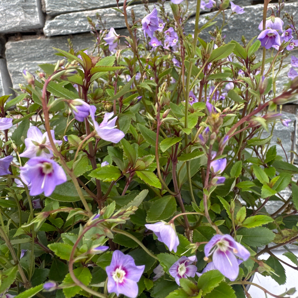 Parahebe  Porlock - Shrubs - Windyridge Garden Centre
