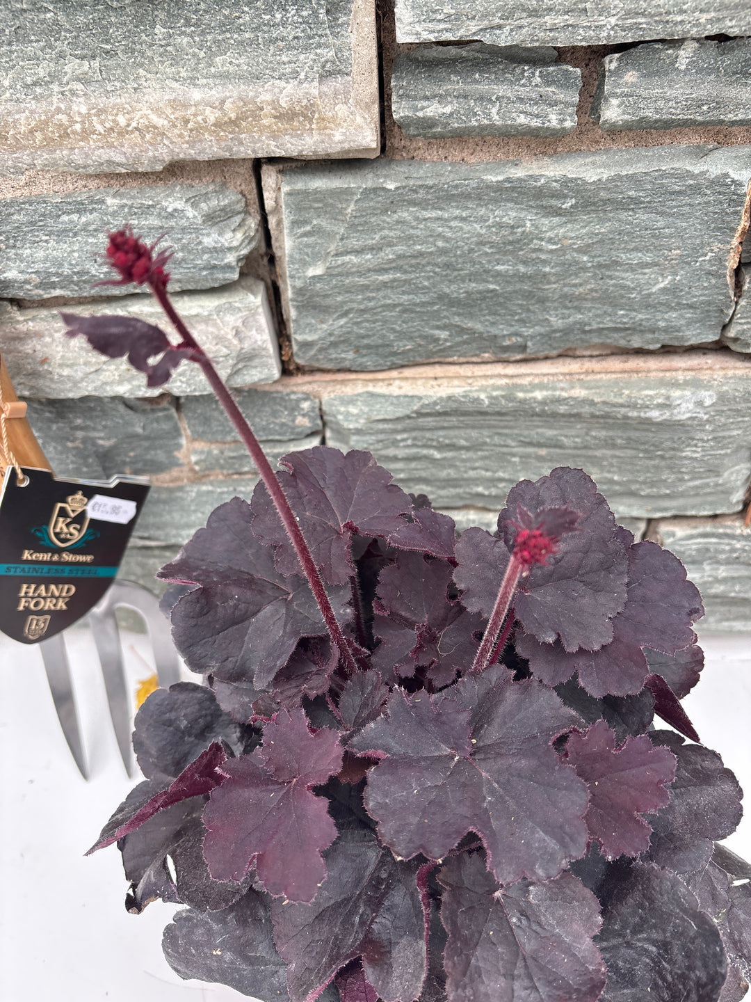 HEUCHERA 'Black Forest Cake' 3LR