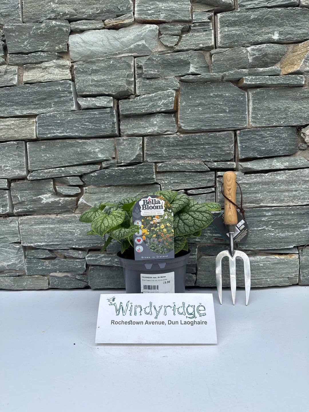 BRUNNERA mac. Mr Morse