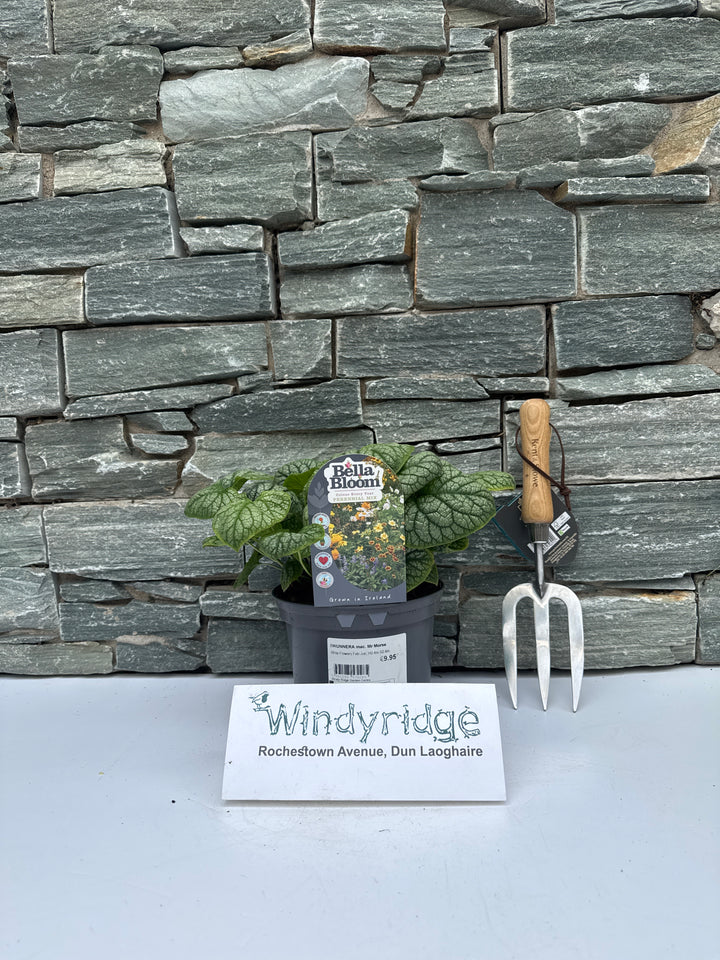 BRUNNERA mac. Mr Morse