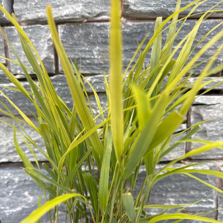 HAKONECHLOA macra