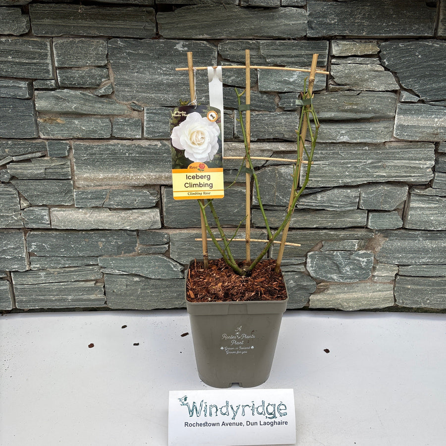 Rosa Iceberg Climbing - Roses - Windyridge Garden Centre