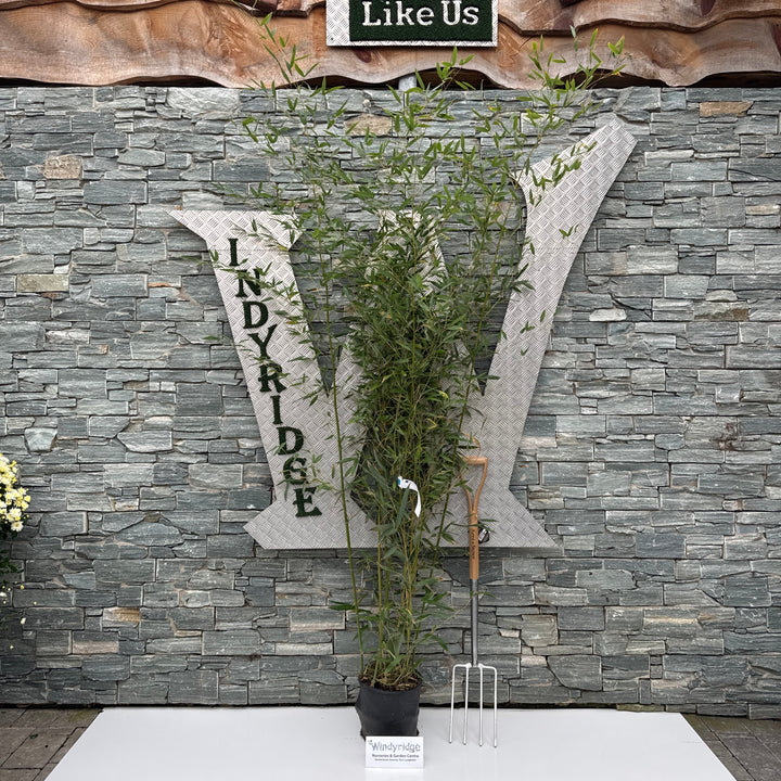 PHYLLOSTACHYS BISSETII CLT 10 H 100 - 150 CM