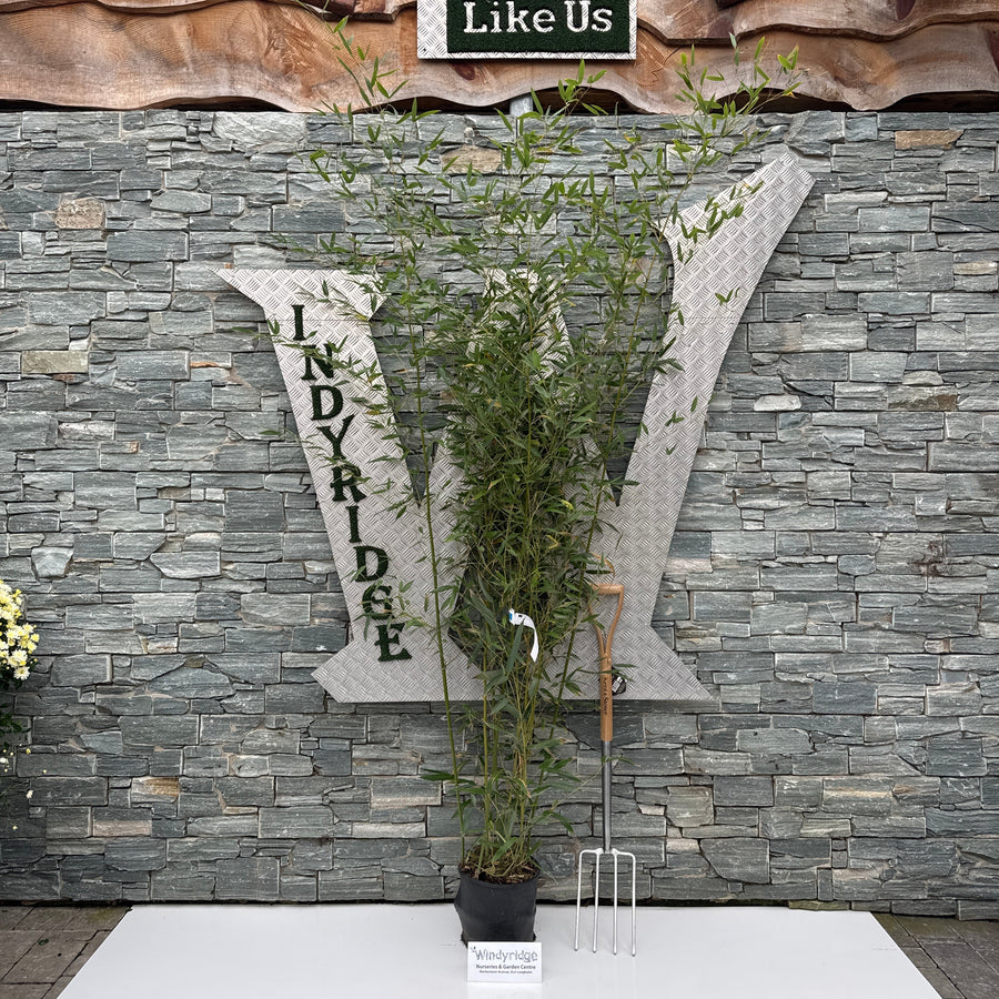 Phyllostachys Bissetii Clt 10 H 100 - 150 Cm - Hedging - Windyridge Garden Centre