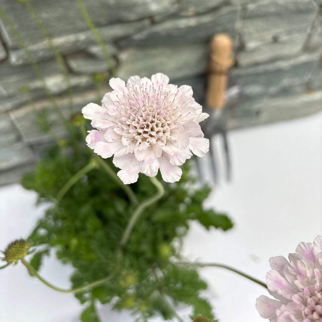 Scabiosa Atalanta Compact White