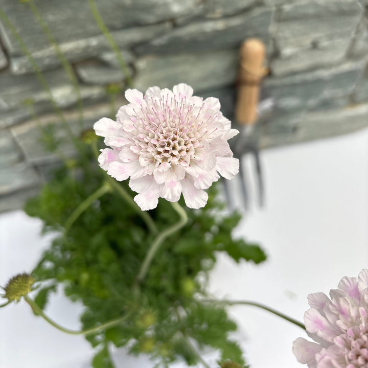 Scabiosa Atalanta Compact White