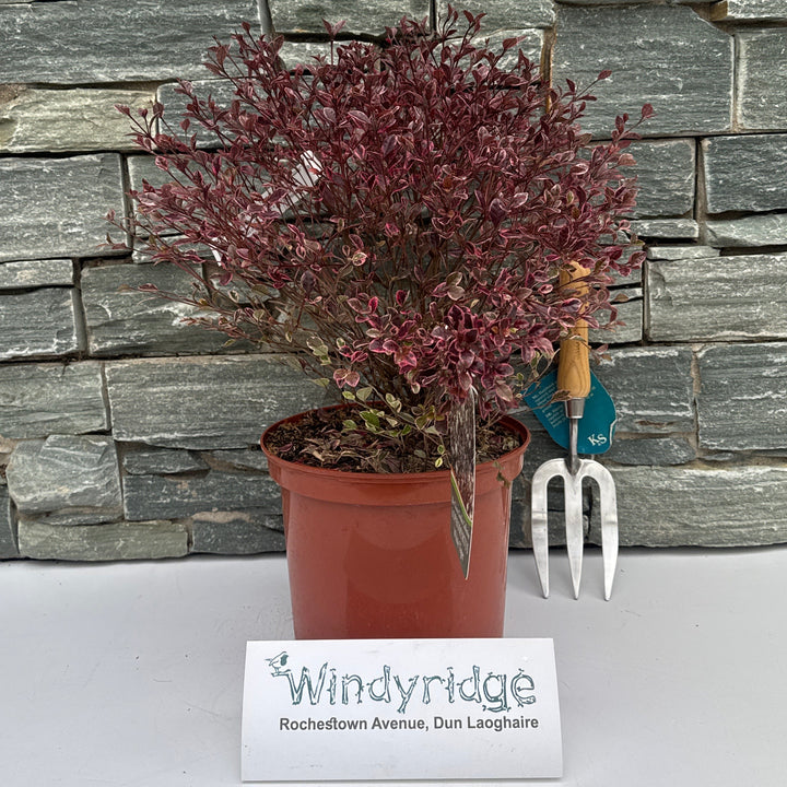 Lophomyrtus White Tiger  5L - Shrubs - Windyridge Garden Centre