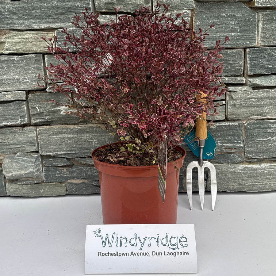 Lophomyrtus White Tiger  5L - Shrubs - Windyridge Garden Centre