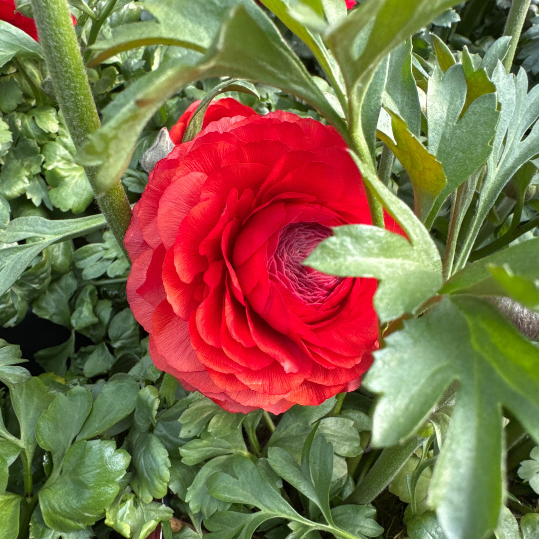 Ranunculus Red 3 Ltr