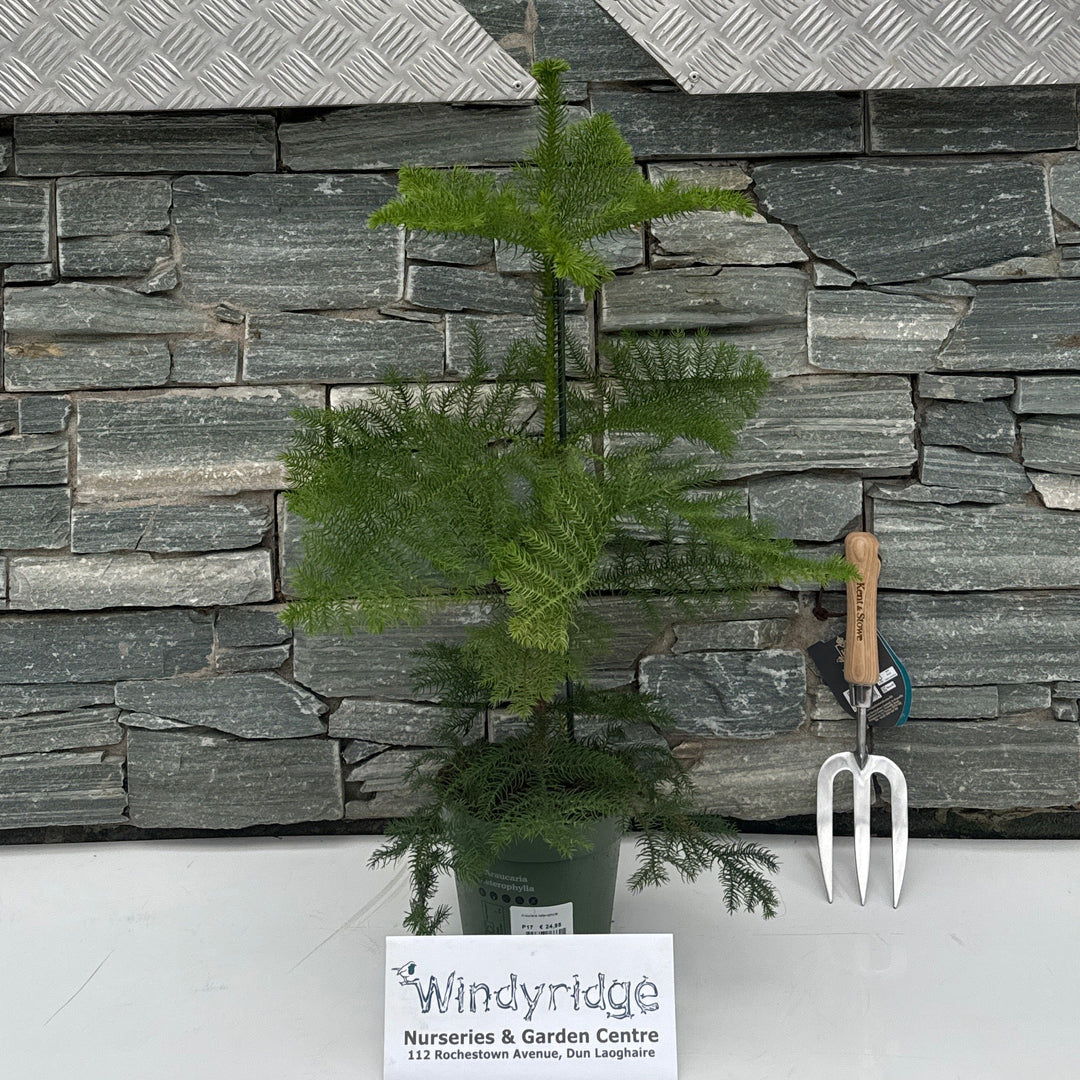 Araucaria heterophylla 17 cm
