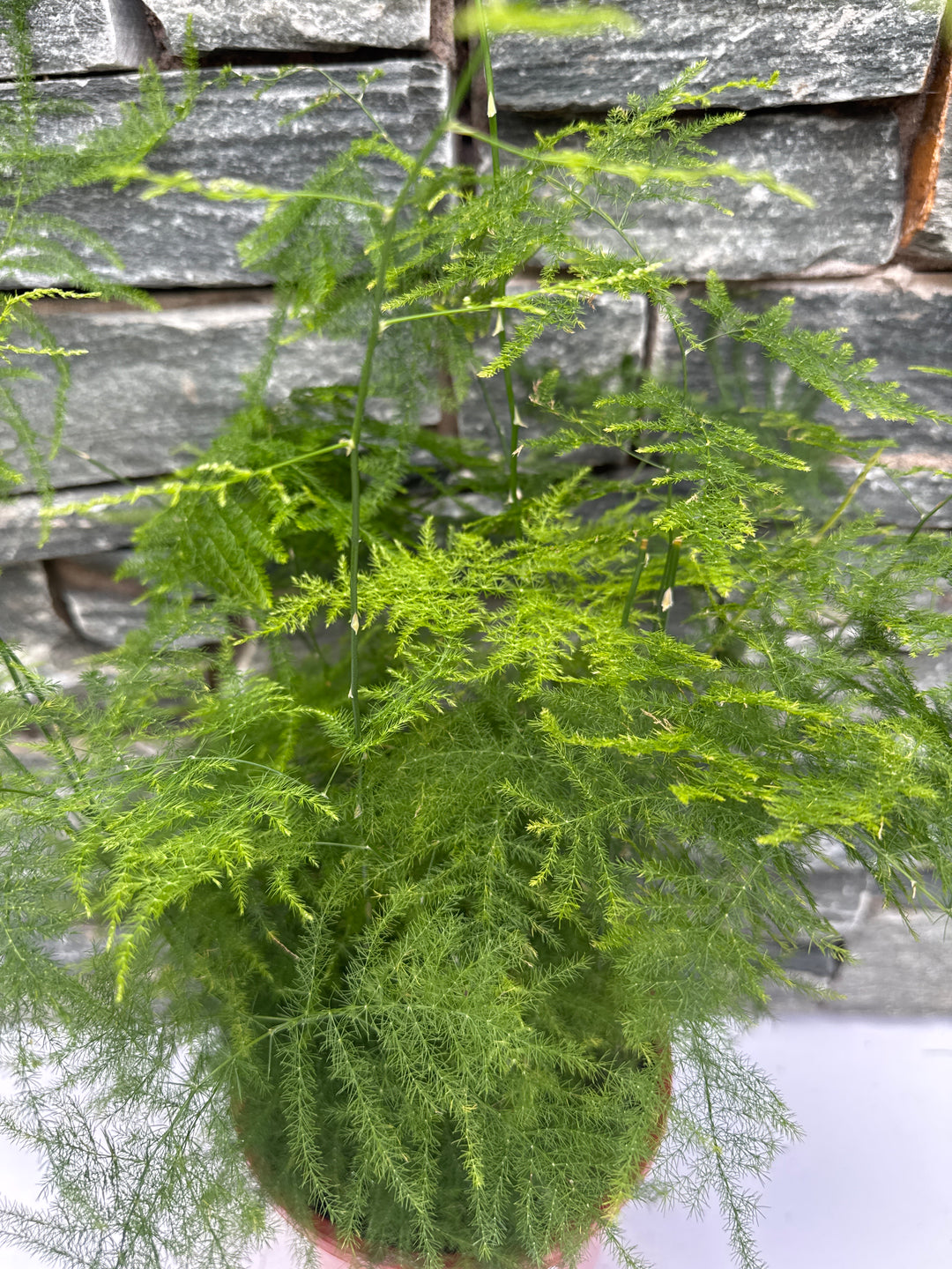 Asparagus setaceus