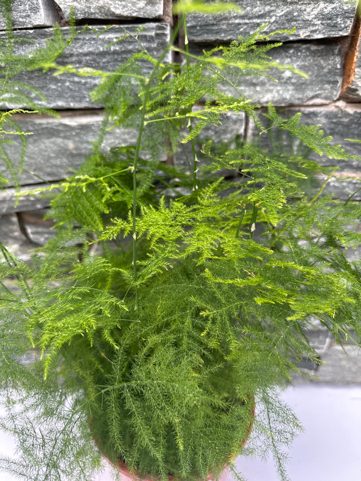 Asparagus setaceus