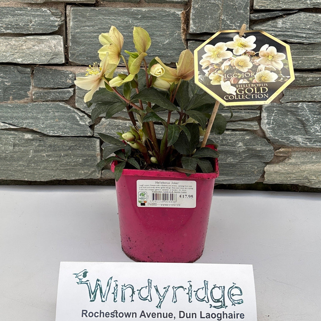 Helleborus Joker