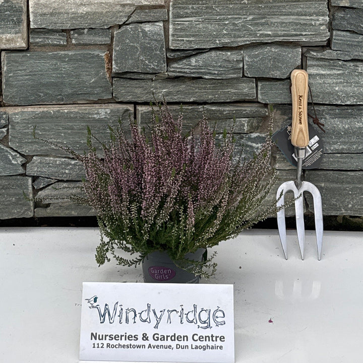 Calluna vulg. 'Garden Girls'® lilac/purple
