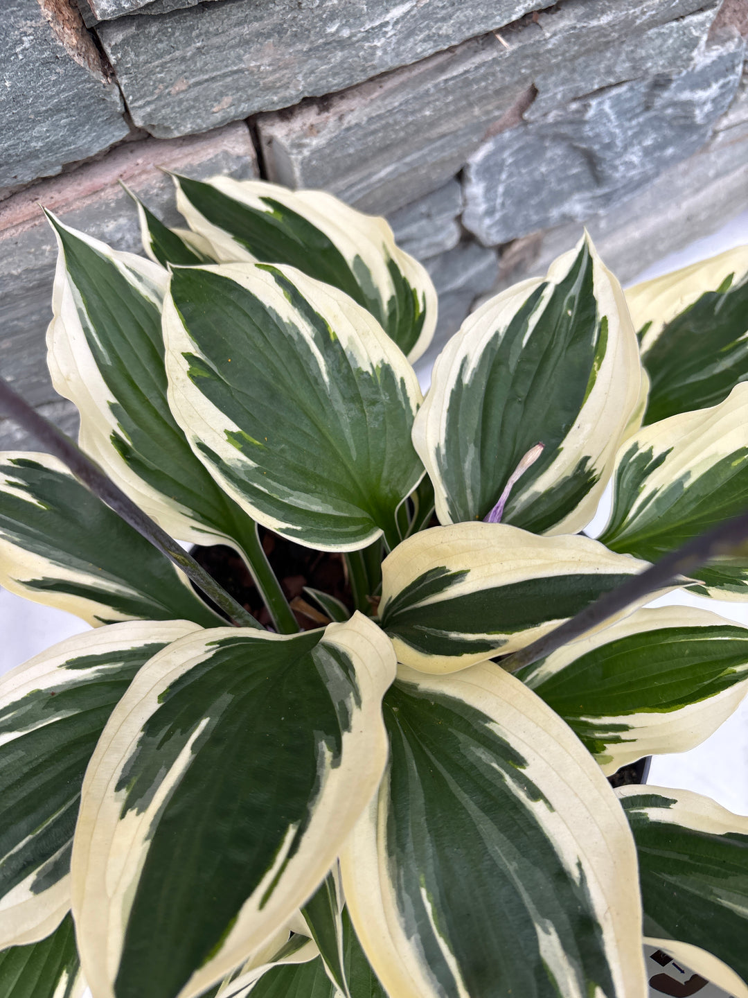 HOSTA Minute Man 3 Litre