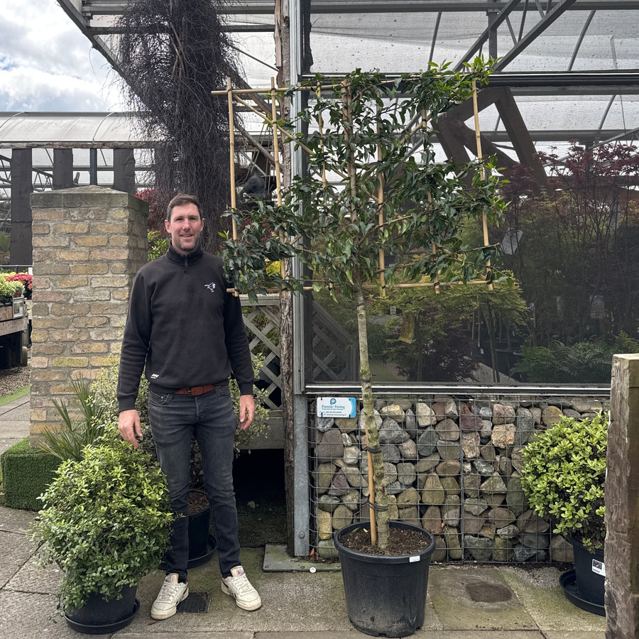 Prunus l. Angustifolia C45 HS Pleached 55 ltr 110cm stem 120x100