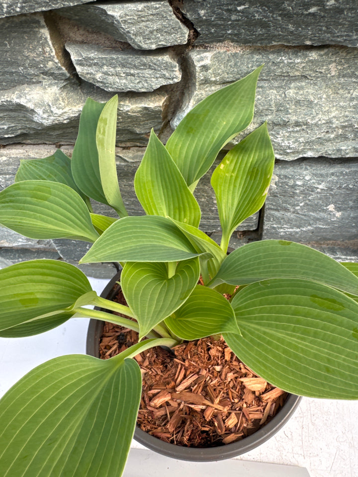 Hosta Halcyon  2 Ltr pot