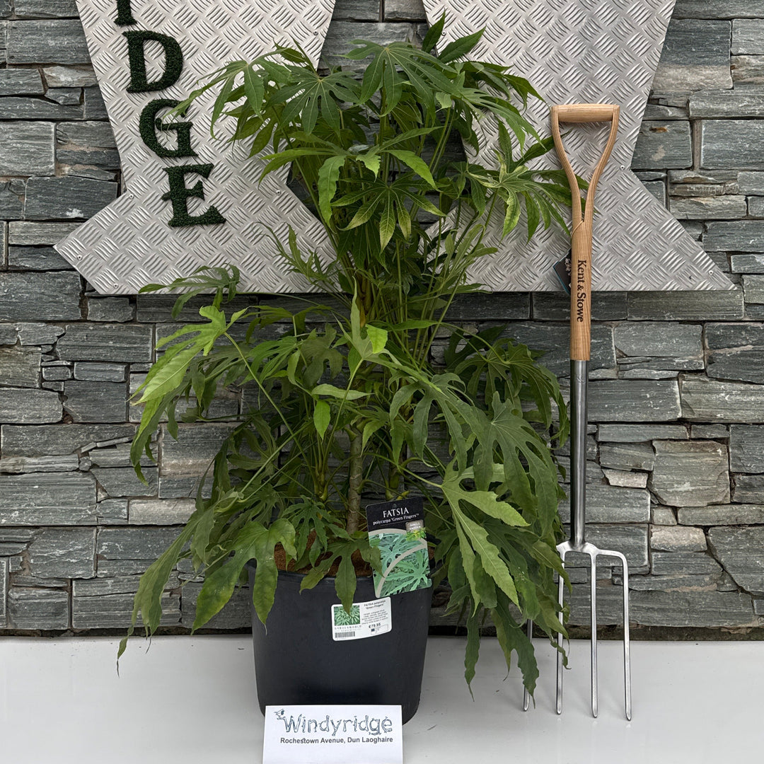 FATSIA polycarpa Green Fingers
