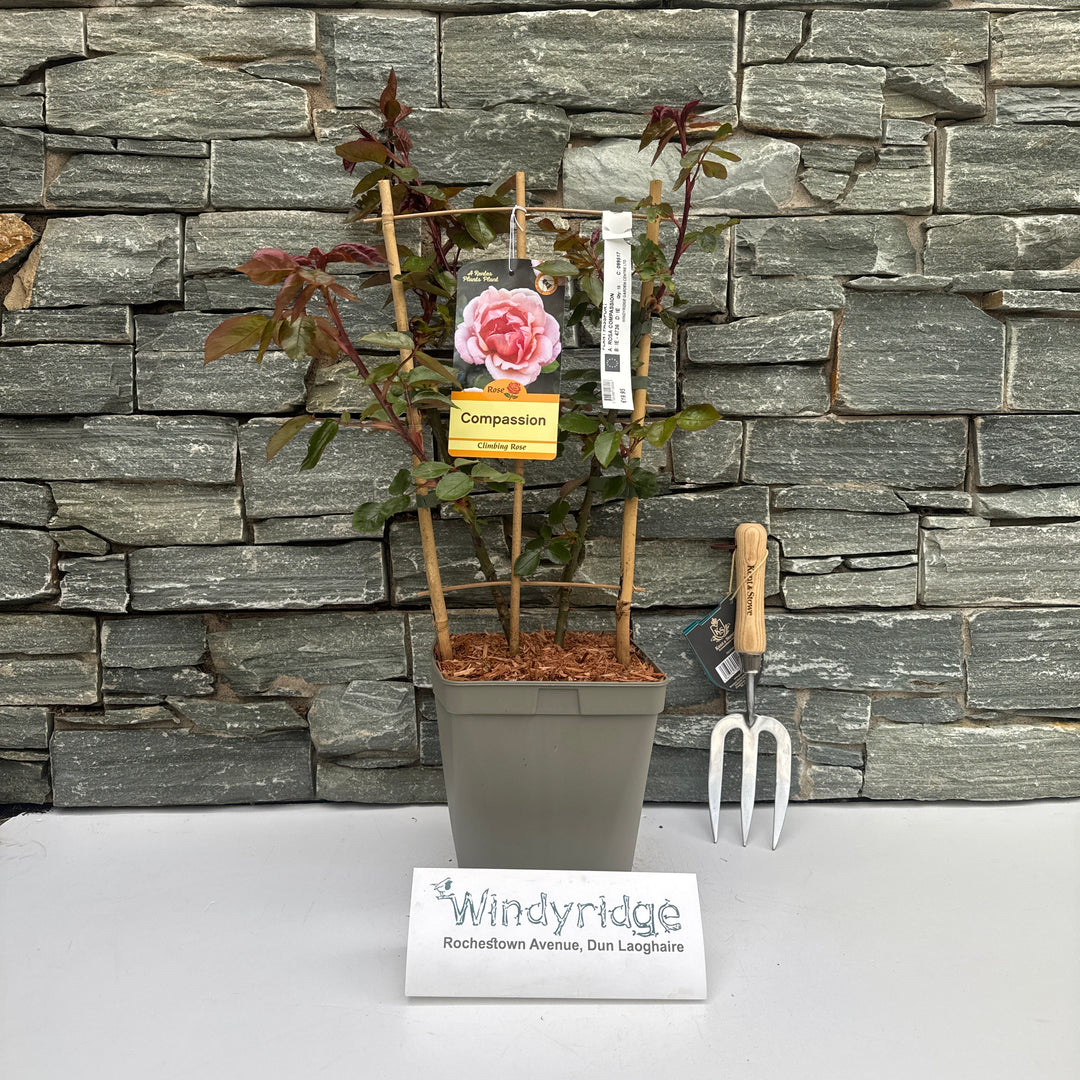Rosa Compassion - Roses - Windyridge Garden Centre