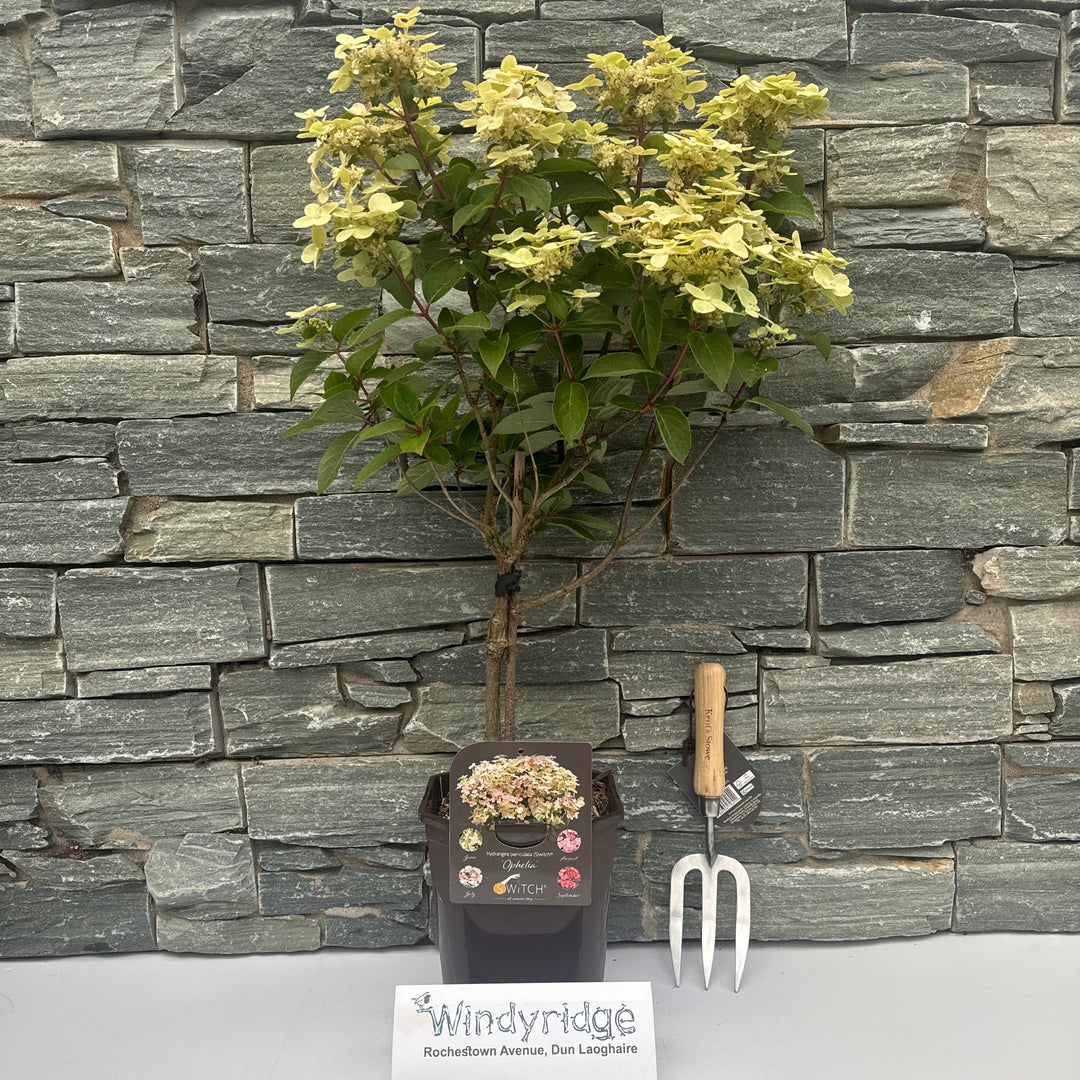 Hydrangea Paniculata Switch Ophelia Stem 60cm