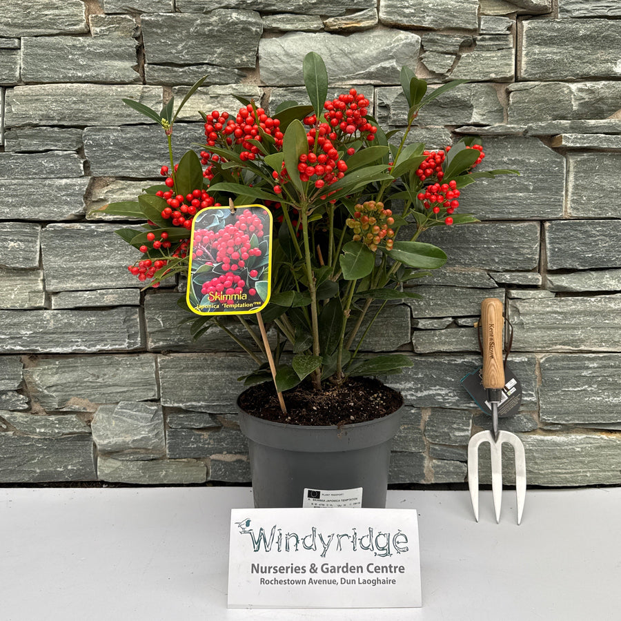SKIMMIA JAPONICA TEMPTATION - Shrubs - Windyridge Garden Centre