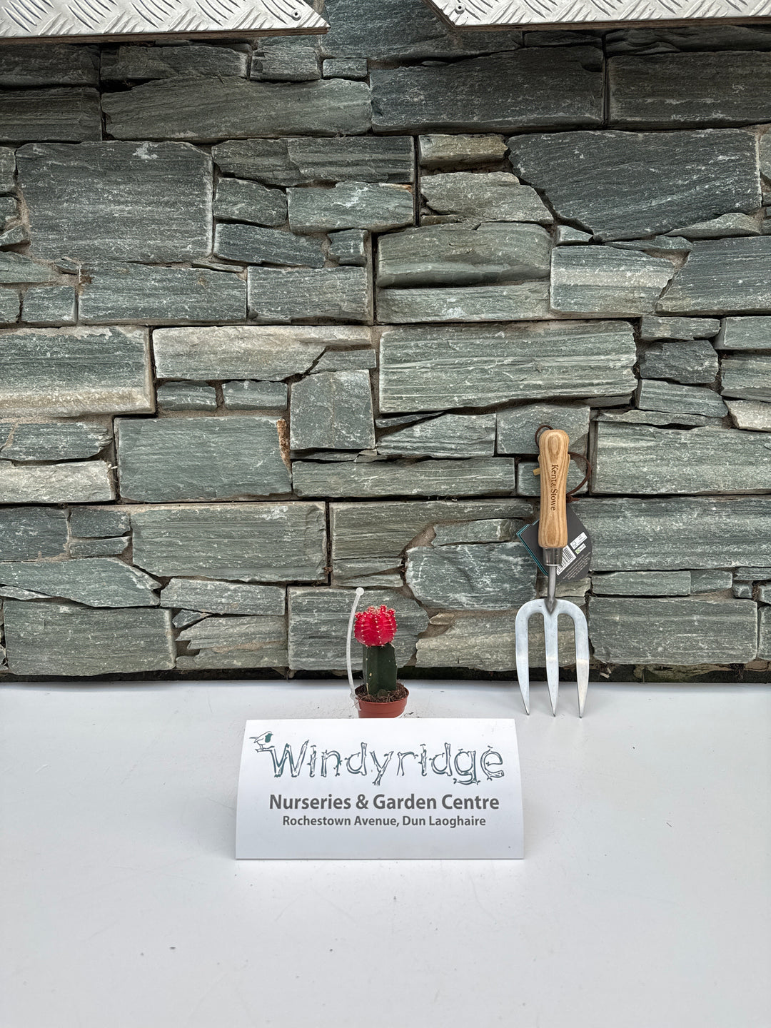 Chin Cactus (Gymnocalycium Mix)