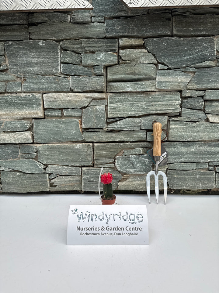 Chin Cactus (Gymnocalycium Mix)