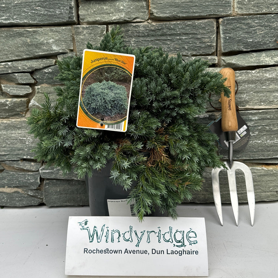 Juniperus Squa. Blue Star - Shrubs - Windyridge Garden Centre