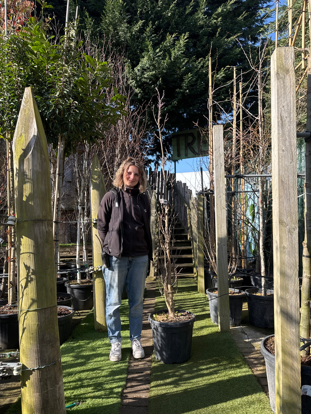 QUERCUS X BIM.CRIMSON SPIRE CLT 30 H 200 - 250 CM    RAMIF.