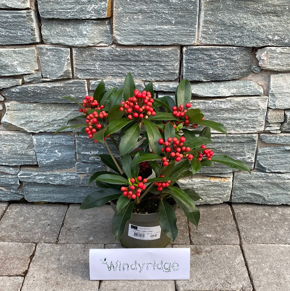 Skimmia-Jap.-Reevesiana-Janney-Potted-1