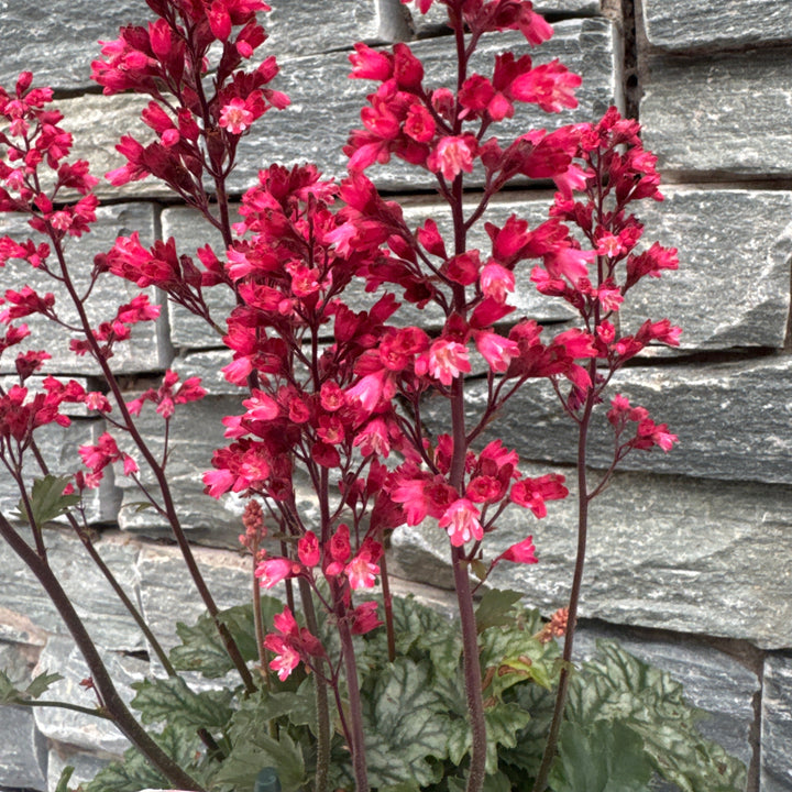 HEUCHERA CITY OF PARIS 3Ltr Pot