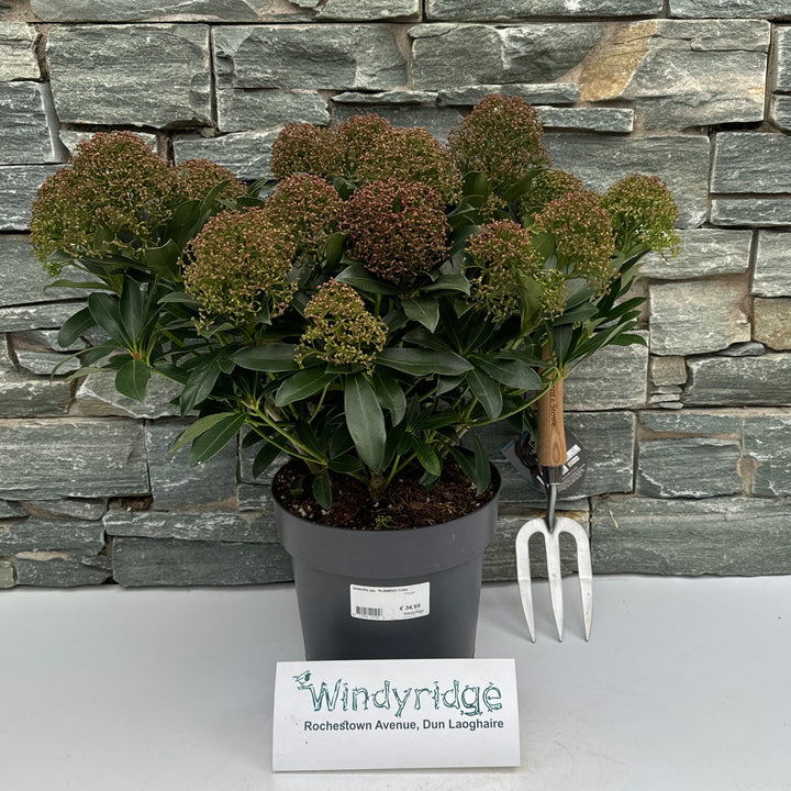 Skimmia jap. Rubesta Cuba  5 Ltr pot