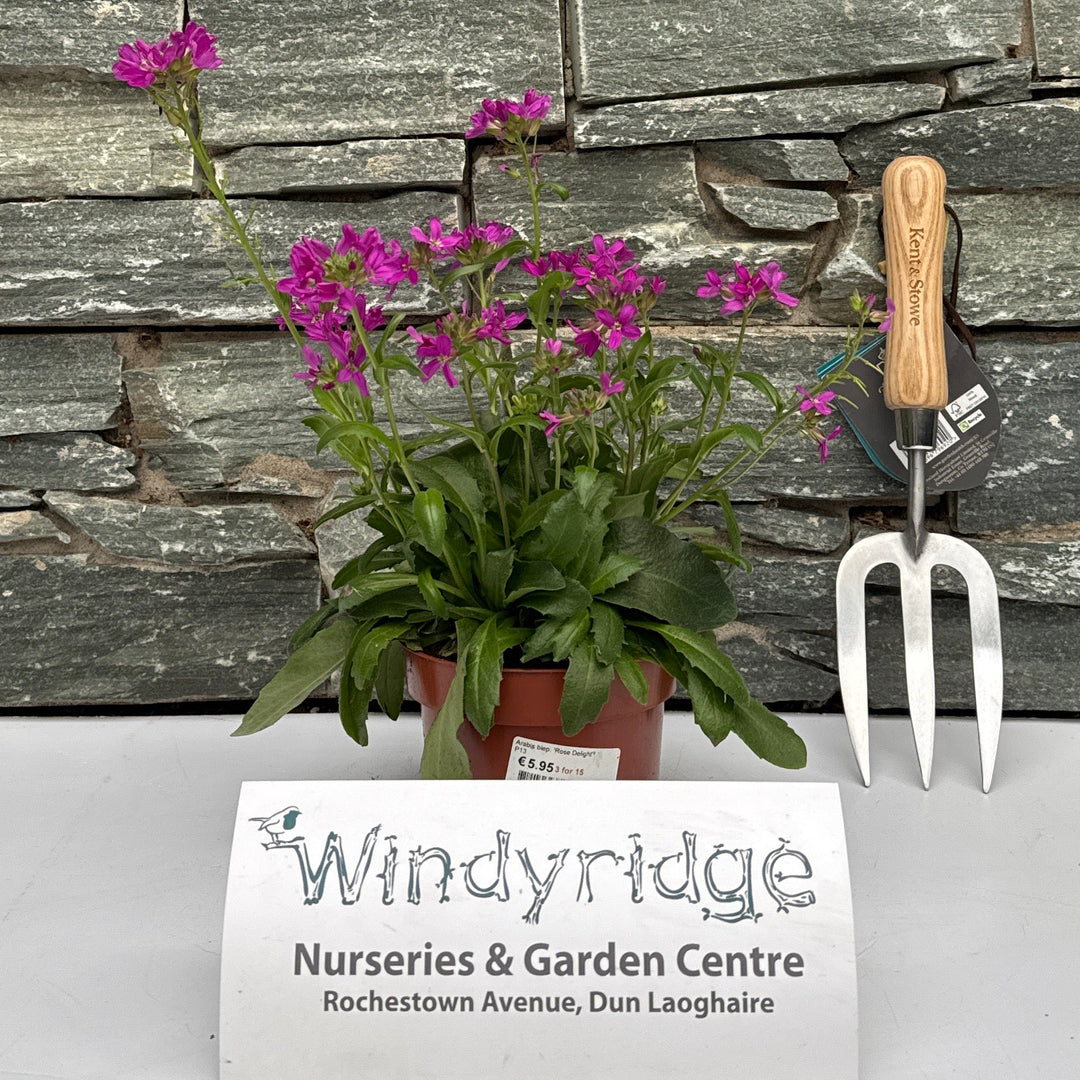 Arabis Blep. Rose Delight  (P13 Pot) - Bedding - Windyridge Garden Centre